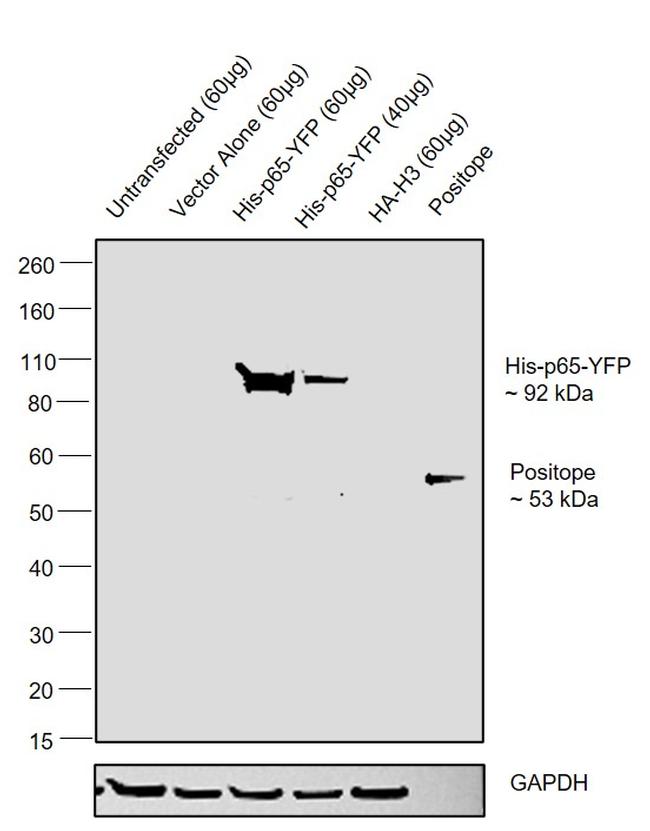 6x-His Tag Antibody in Western Blot (WB)