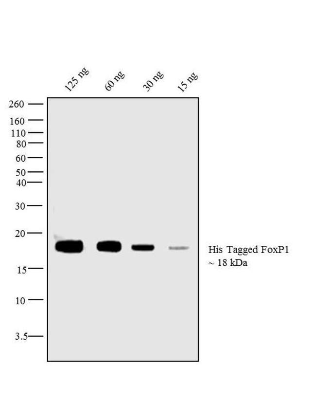 6x-His Tag Antibody in Western Blot (WB)