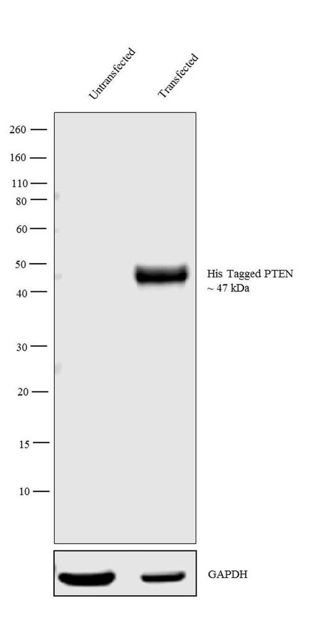 6x-His Tag Antibody in Western Blot (WB)