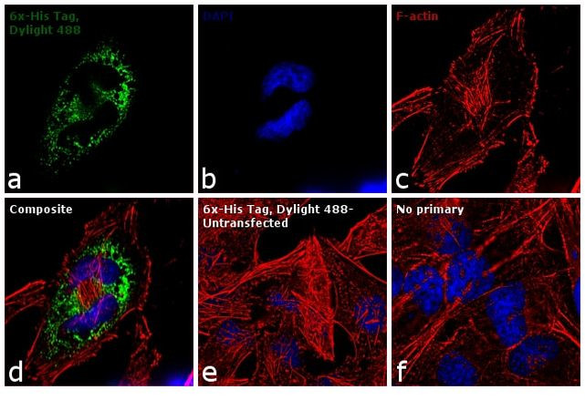 6x-His Tag Antibody in Immunocytochemistry (ICC/IF)