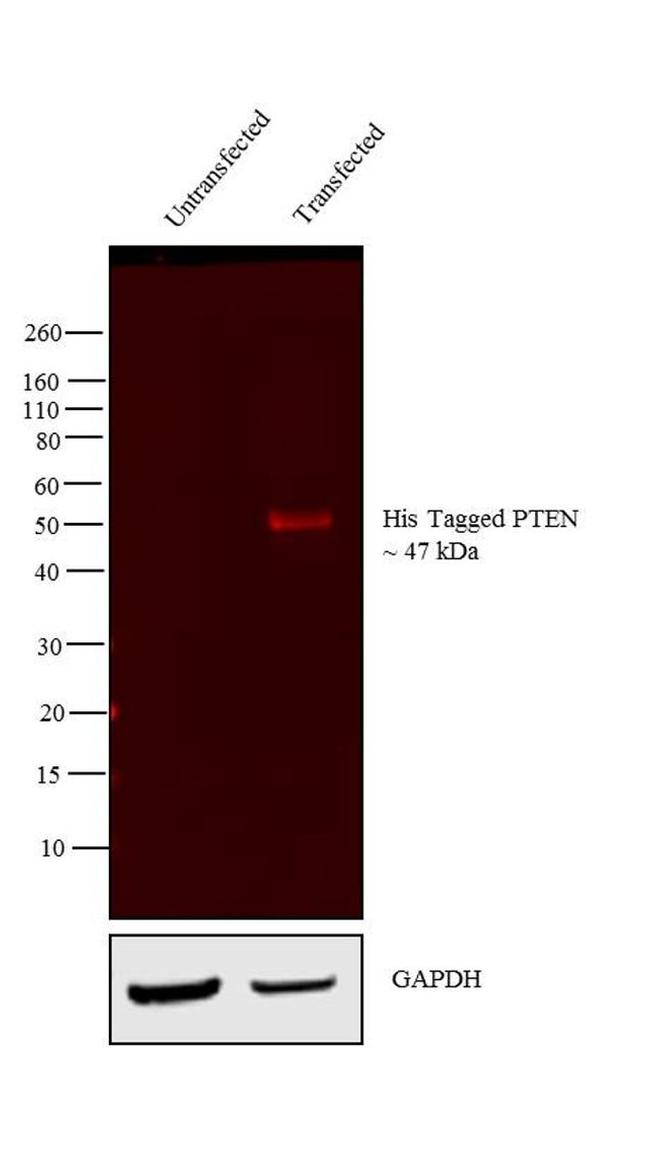 6x-His Tag Antibody in Western Blot (WB)