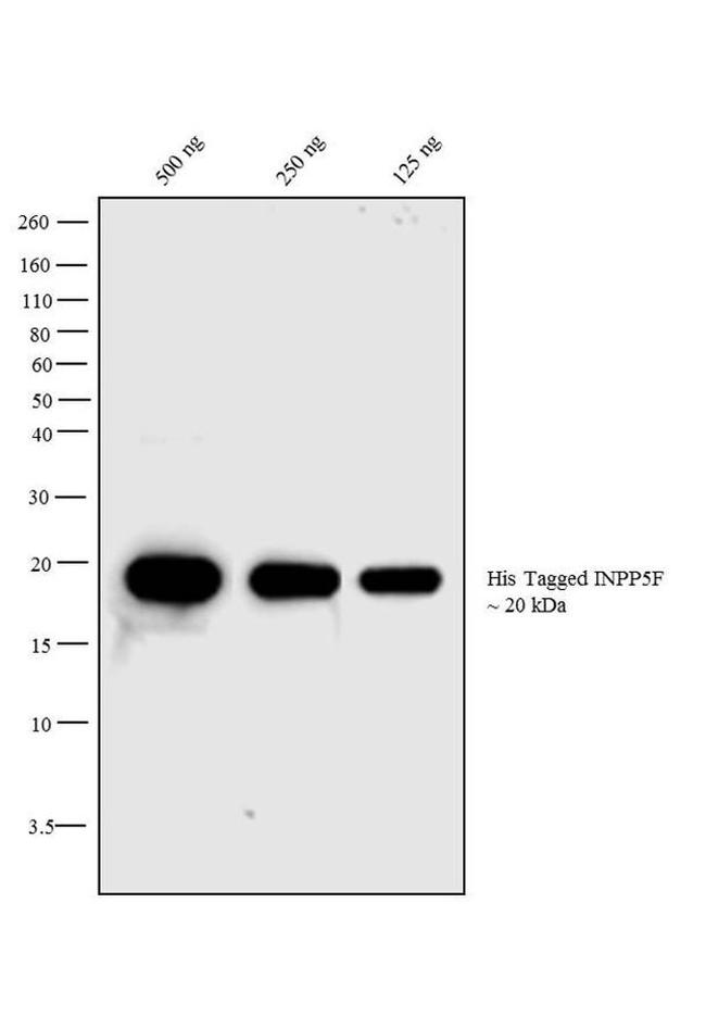 6x-His Tag Antibody in Western Blot (WB)