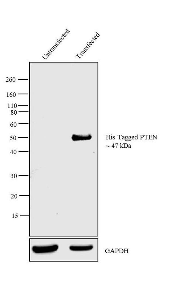 6x-His Tag Antibody in Western Blot (WB)