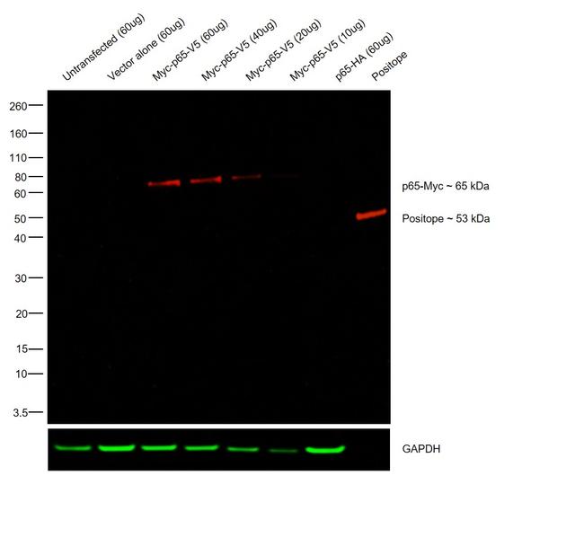 Myc Tag Antibody in Western Blot (WB)