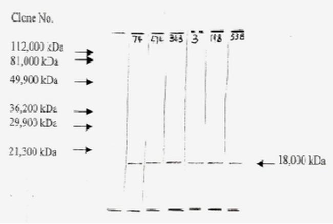 FGF2 Antibody in Western Blot (WB)