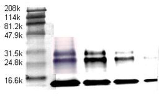 TGF beta-1 Antibody in Western Blot (WB)