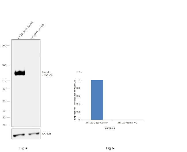 Prom1 Antibody