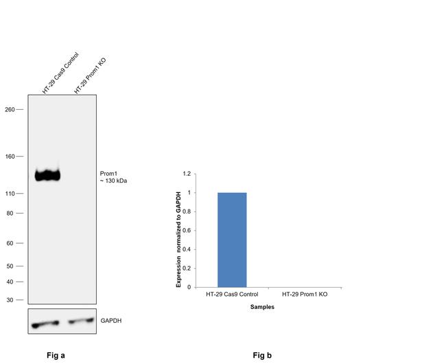 Prom1 Antibody in Western Blot (WB)