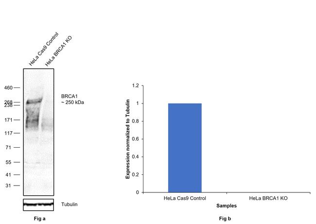 BRCA1 Antibody in Western Blot (WB)