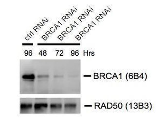 BRCA1 Antibody in Western Blot (WB)