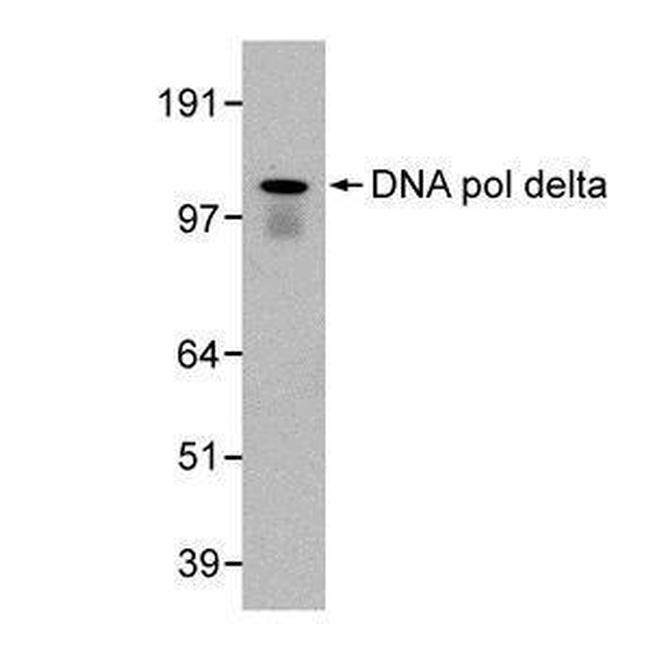 POLD1 Antibody in Western Blot (WB)