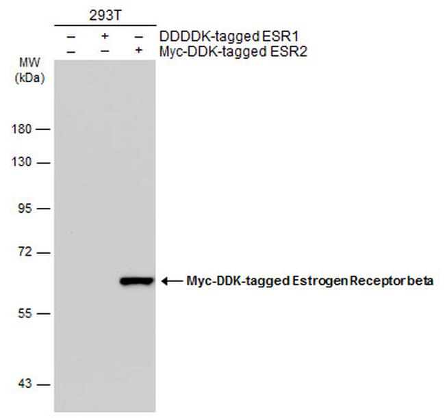 Estrogen Receptor beta Antibody in Western Blot (WB)