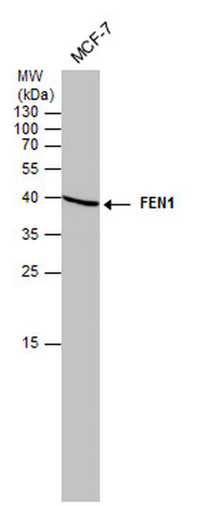 FEN1 Antibody in Western Blot (WB)