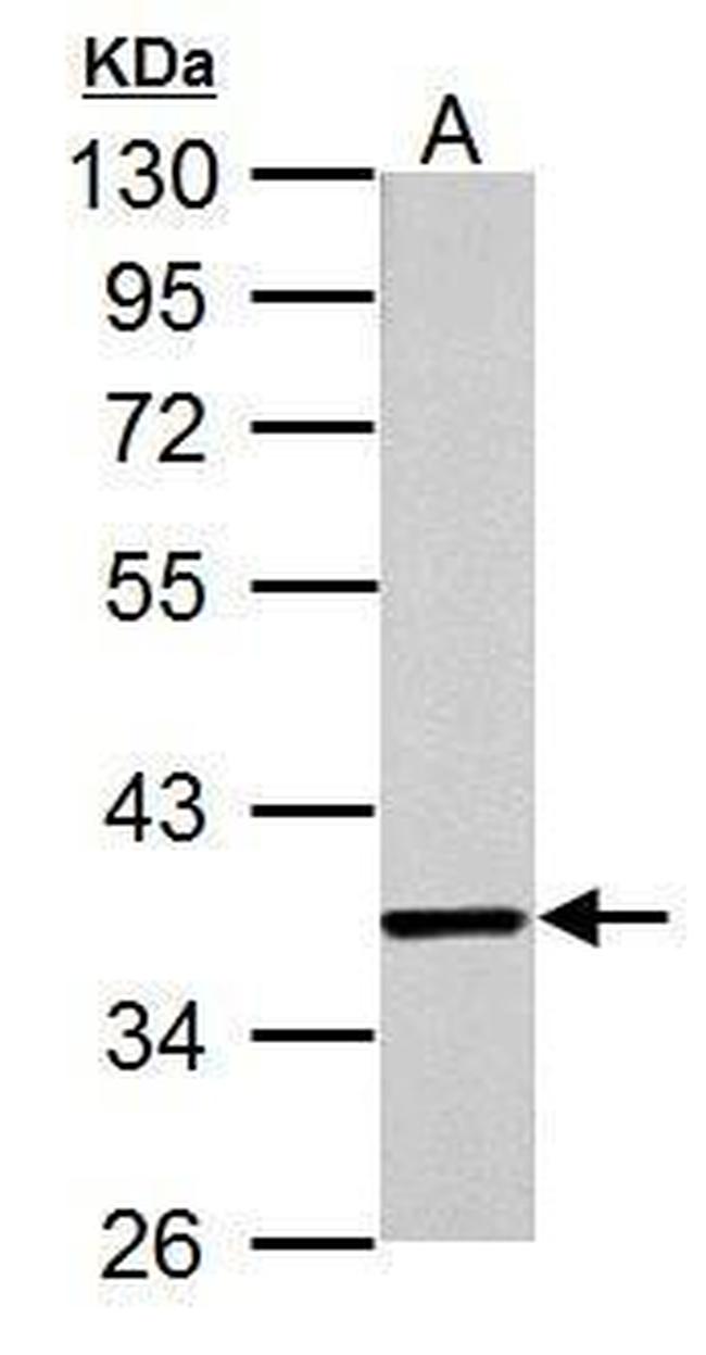 JAB1 Antibody in Western Blot (WB)