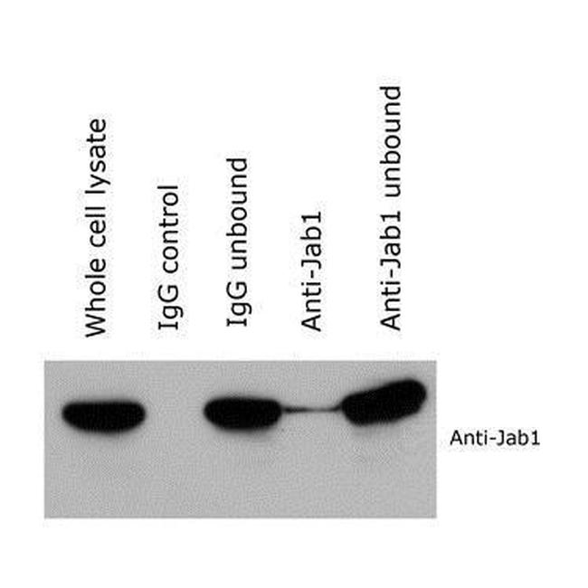 JAB1 Antibody in Western Blot (WB)