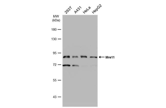 MRE11 Antibody in Western Blot (WB)