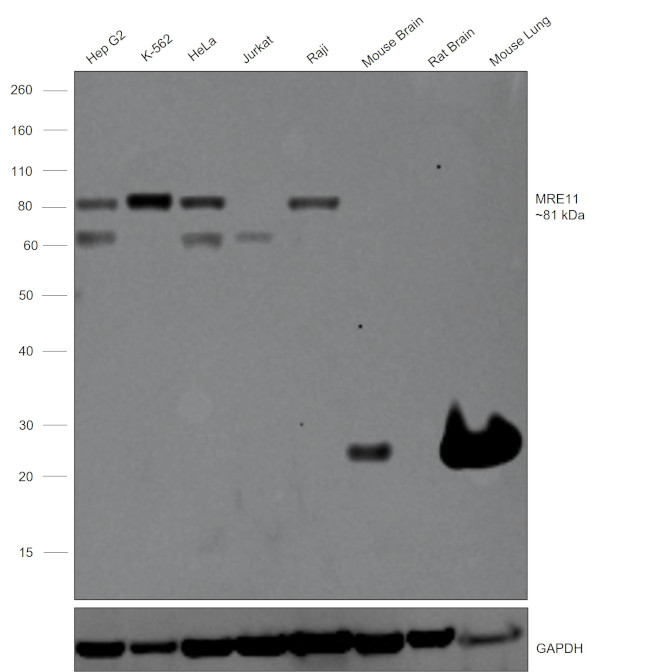 MRE11 Antibody in Western Blot (WB)