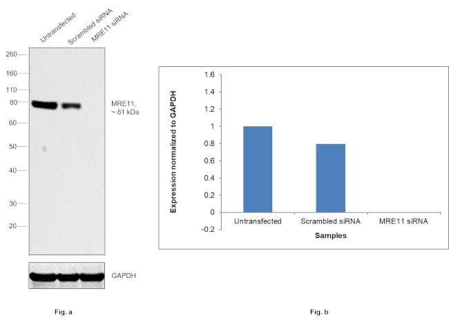 MRE11 Antibody in Western Blot (WB)