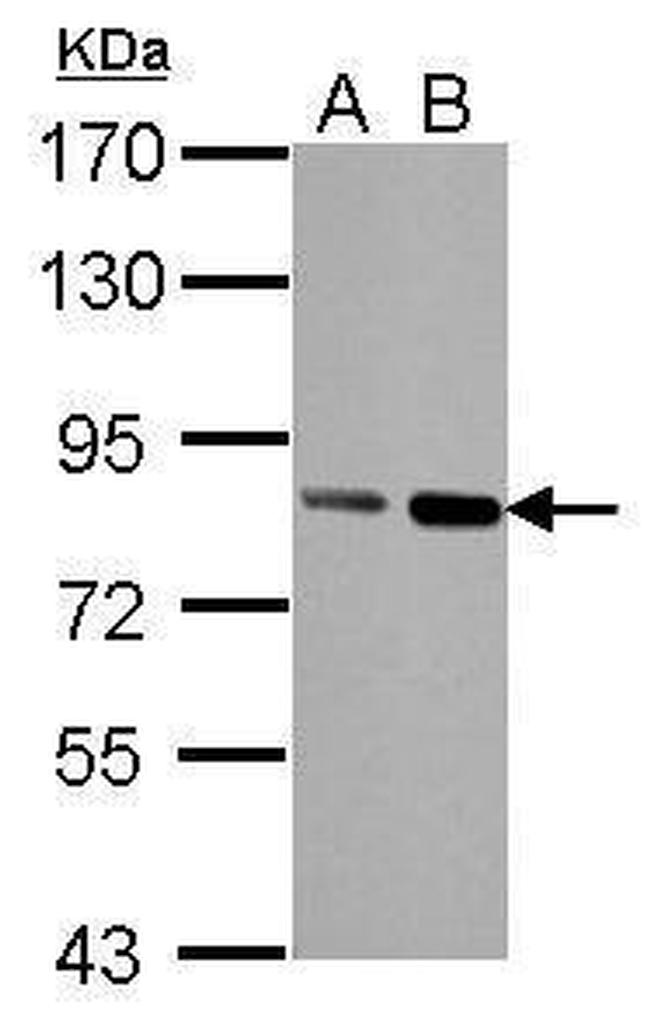 Nuclear Matrix Protein p84 Antibody in Western Blot (WB)