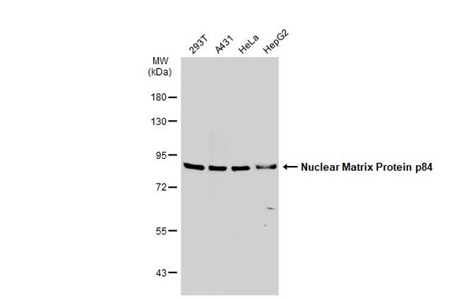 Nuclear Matrix Protein p84 Antibody in Western Blot (WB)