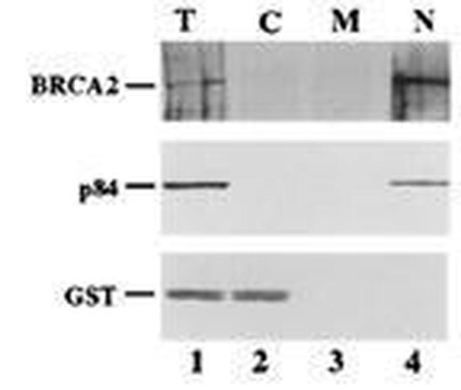 Nuclear Matrix Protein p84 Antibody in Western Blot (WB)