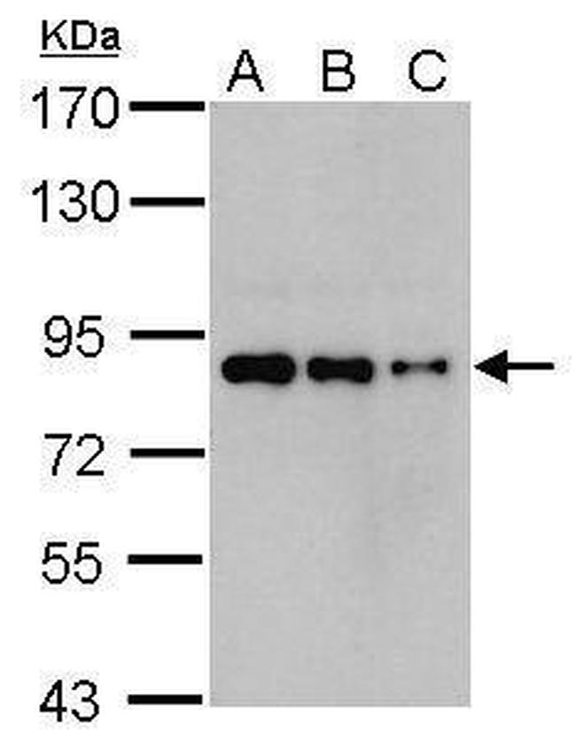 Nuclear Matrix Protein p84 Antibody in Western Blot (WB)