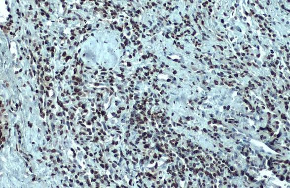 Nuclear Matrix Protein p84 Antibody in Immunohistochemistry (Paraffin) (IHC (P))