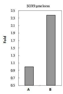 RbAp48 Antibody in ChIP Assay (ChIP)