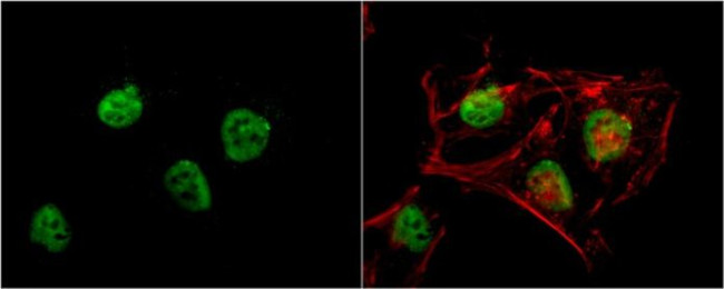 RbAp48 Antibody in Immunocytochemistry (ICC/IF)