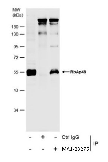 RbAp48 Antibody in Immunoprecipitation (IP)