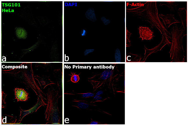 TSG101 Antibody in Immunocytochemistry (ICC/IF)