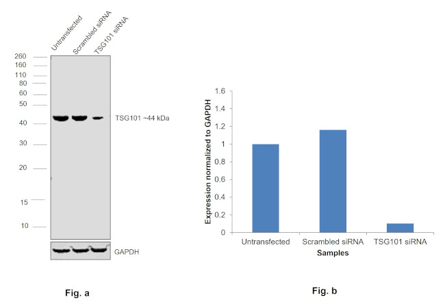 TSG101 Antibody