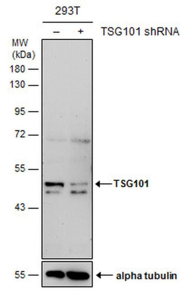 TSG101 Antibody