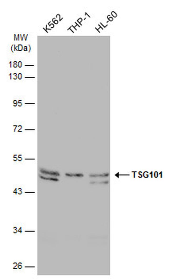 TSG101 Antibody in Western Blot (WB)