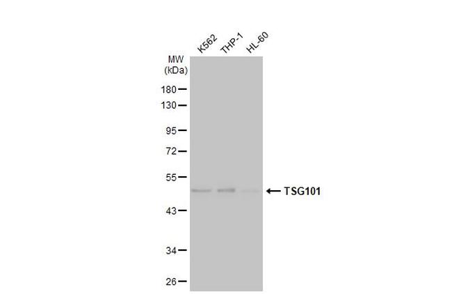 TSG101 Antibody in Western Blot (WB)