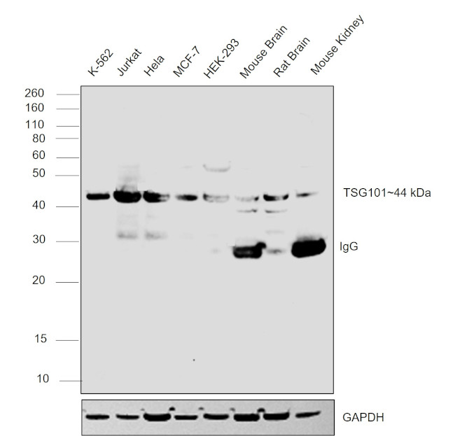 TSG101 Antibody in Western Blot (WB)