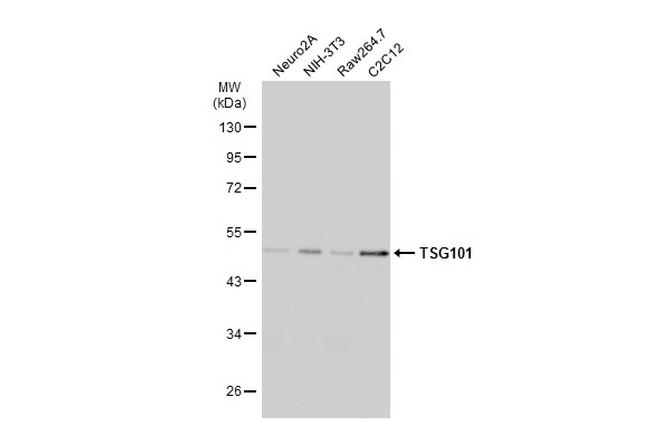 TSG101 Antibody in Western Blot (WB)