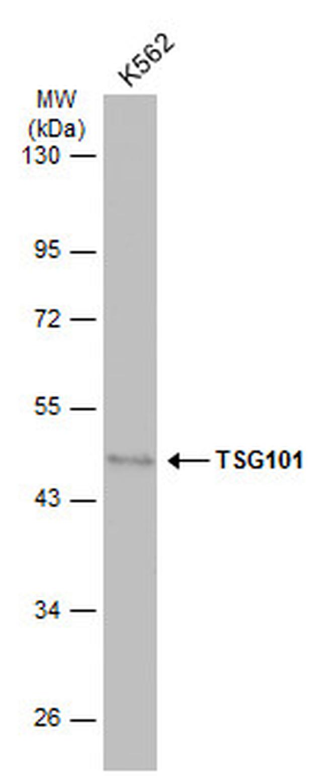 TSG101 Antibody in Western Blot (WB)