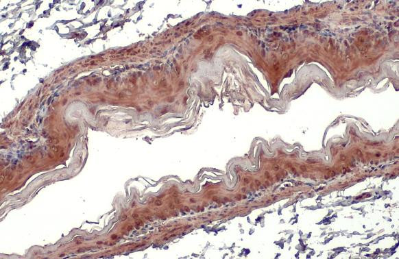 GPX7 Antibody in Immunohistochemistry (Paraffin) (IHC (P))