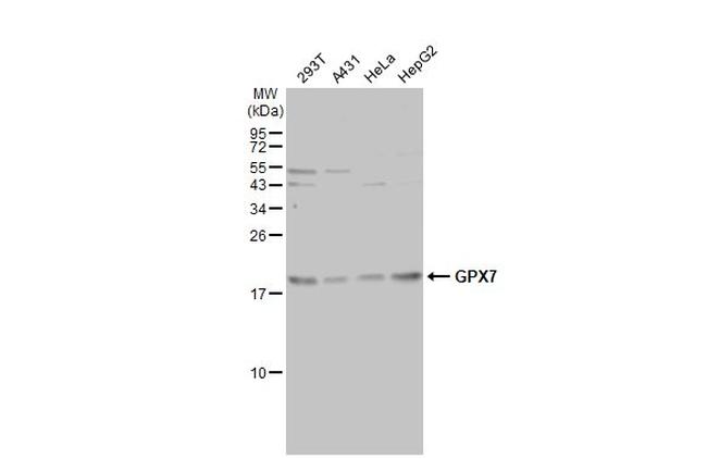 GPX7 Antibody in Western Blot (WB)