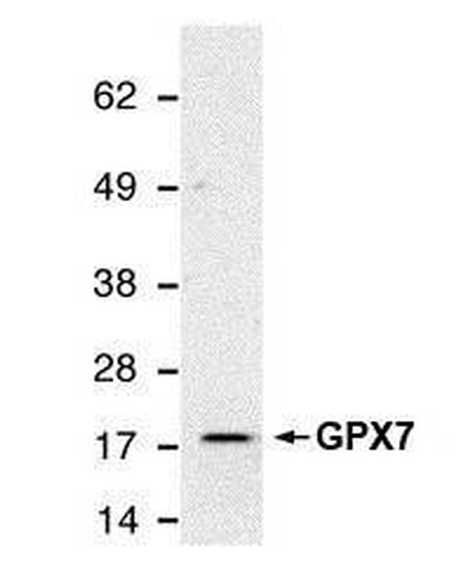 GPX7 Antibody in Western Blot (WB)