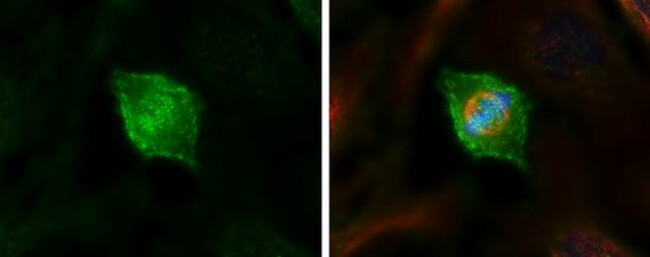 HEC1 Antibody in Immunocytochemistry (ICC/IF)