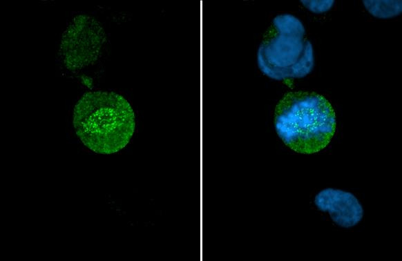 HEC1 Antibody in Immunocytochemistry (ICC/IF)