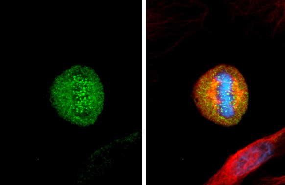 HEC1 Antibody in Immunocytochemistry (ICC/IF)