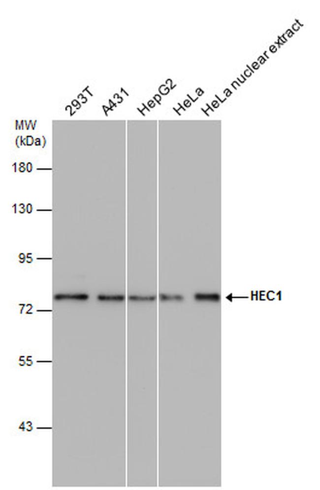 HEC1 Antibody in Western Blot (WB)