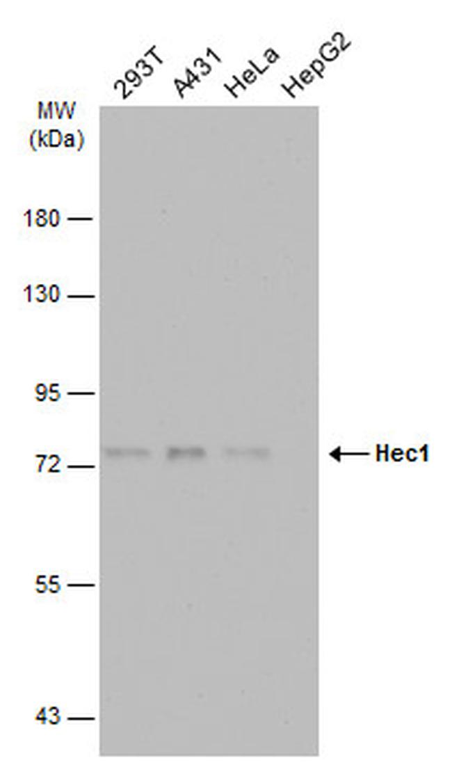 HEC1 Antibody in Western Blot (WB)