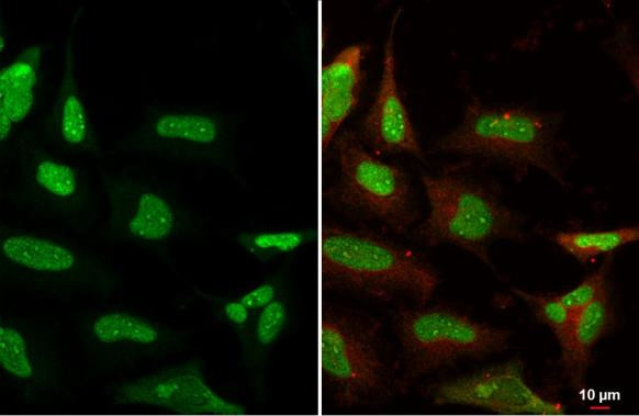 Ku80 Antibody in Immunocytochemistry (ICC/IF)