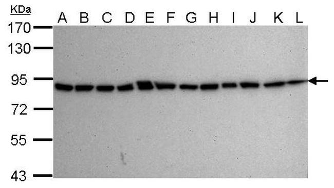 Ku80 Antibody in Western Blot (WB)