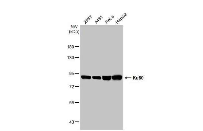 Ku80 Antibody in Western Blot (WB)