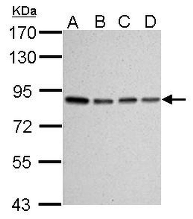 Ku80 Antibody in Western Blot (WB)